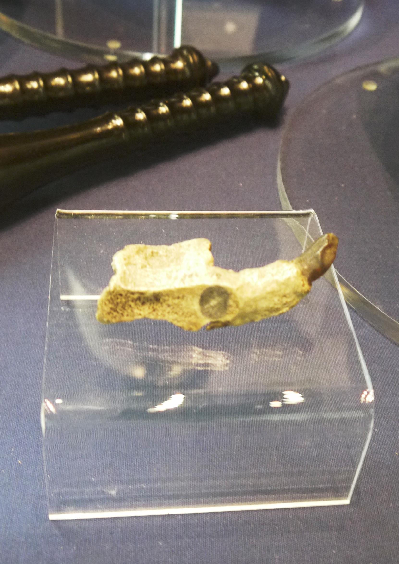 Stockport Museum